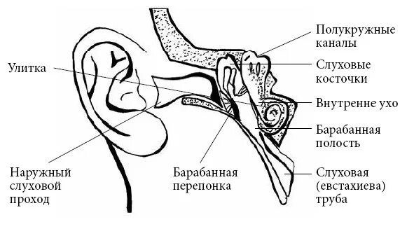 Евстахиева труба внутреннее ухо. Внутренний слуховой проход норма. Внутренний слуховой проход и барабанная полость. Улитка слуховой анализатор. Нервы внутреннего слухового прохода.