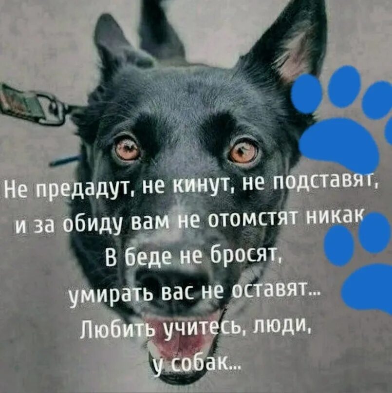 Стих про брошенную собаку. Цитаты про брошенных животных. Цитаты про преданных собак. Выражение о собаке. Цитаты о брошенных собаках.