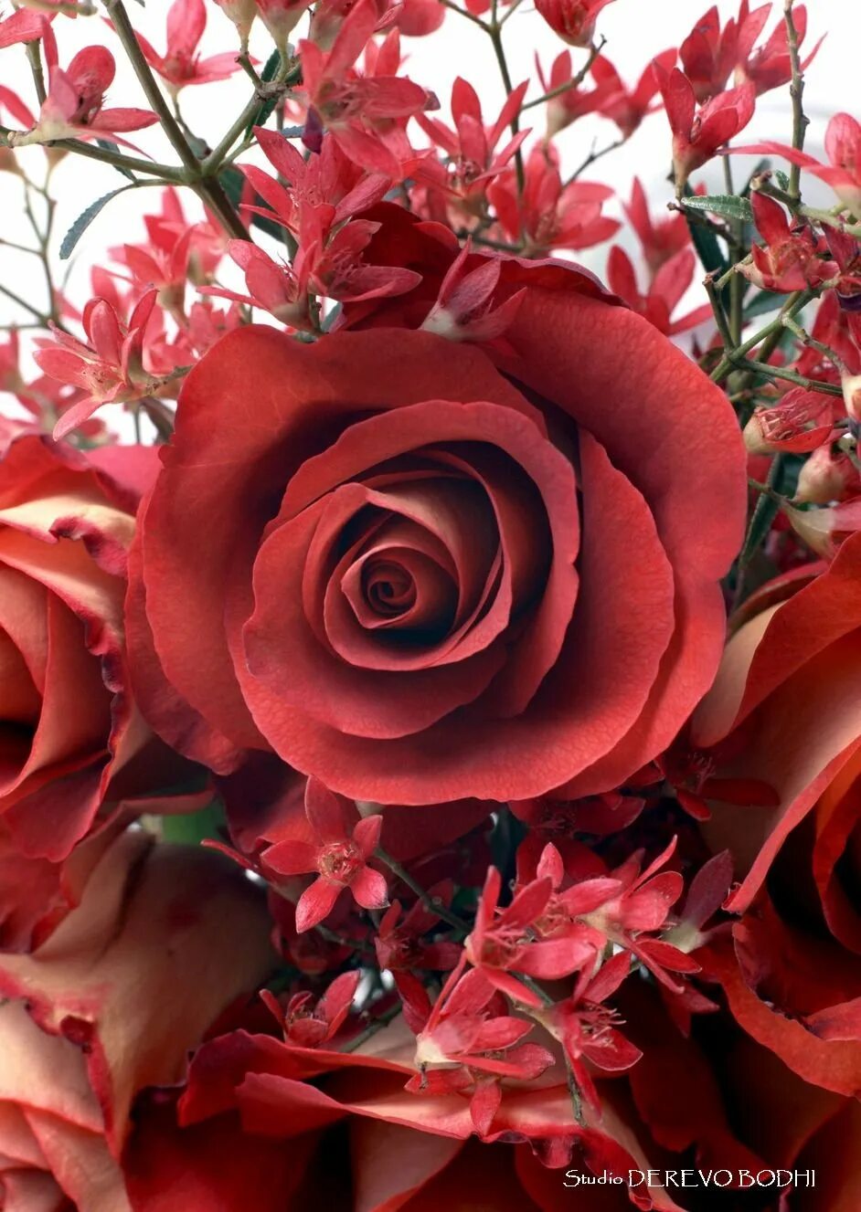 Розы 3 цветка. Прекрасные цветы. Красивые розы. Красные розы. Роскошные розы.
