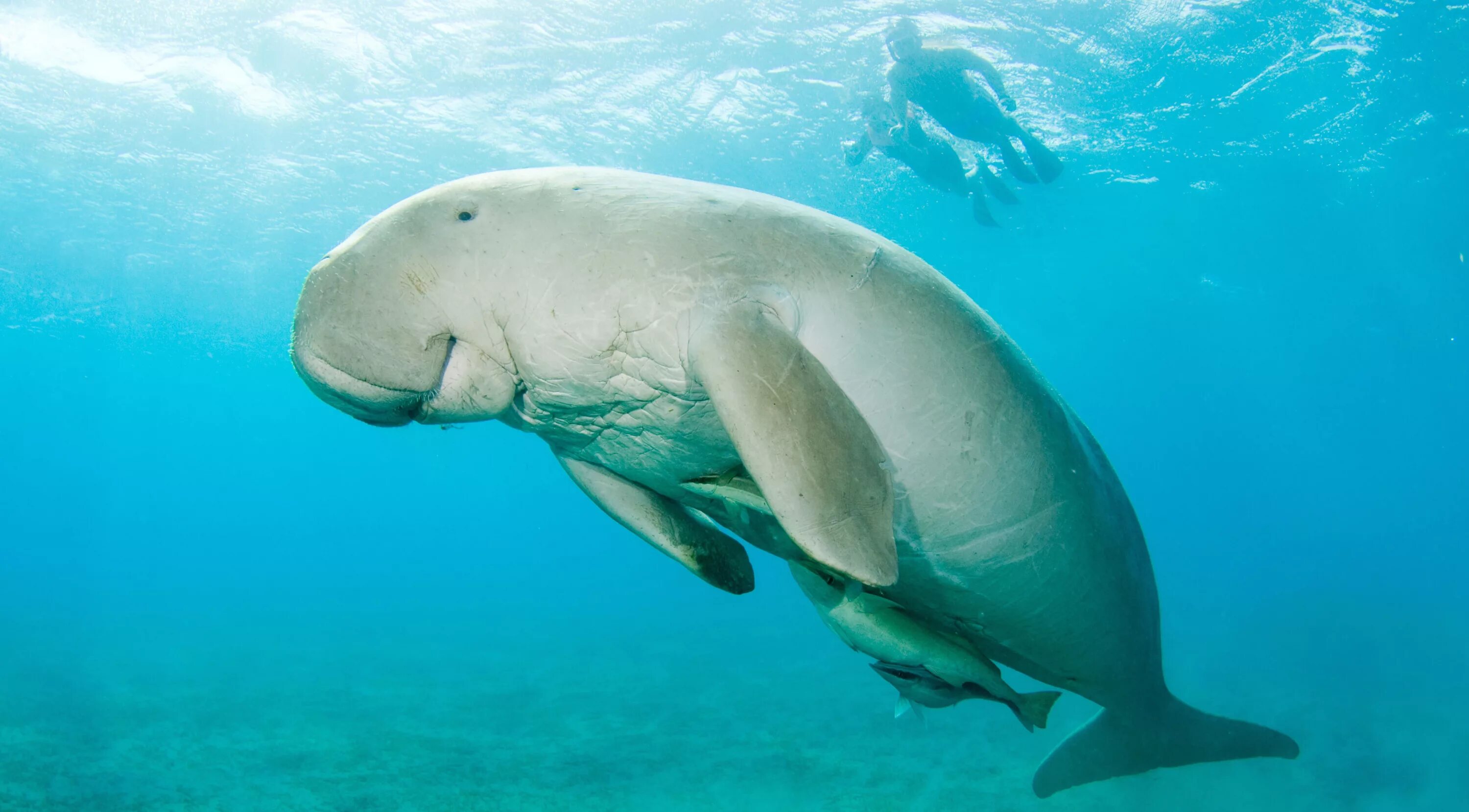 Dugong. Дюгонь в индийском океане. Дюгонь ламантин морская корова. Дюгони в тихом океане. Dugong.