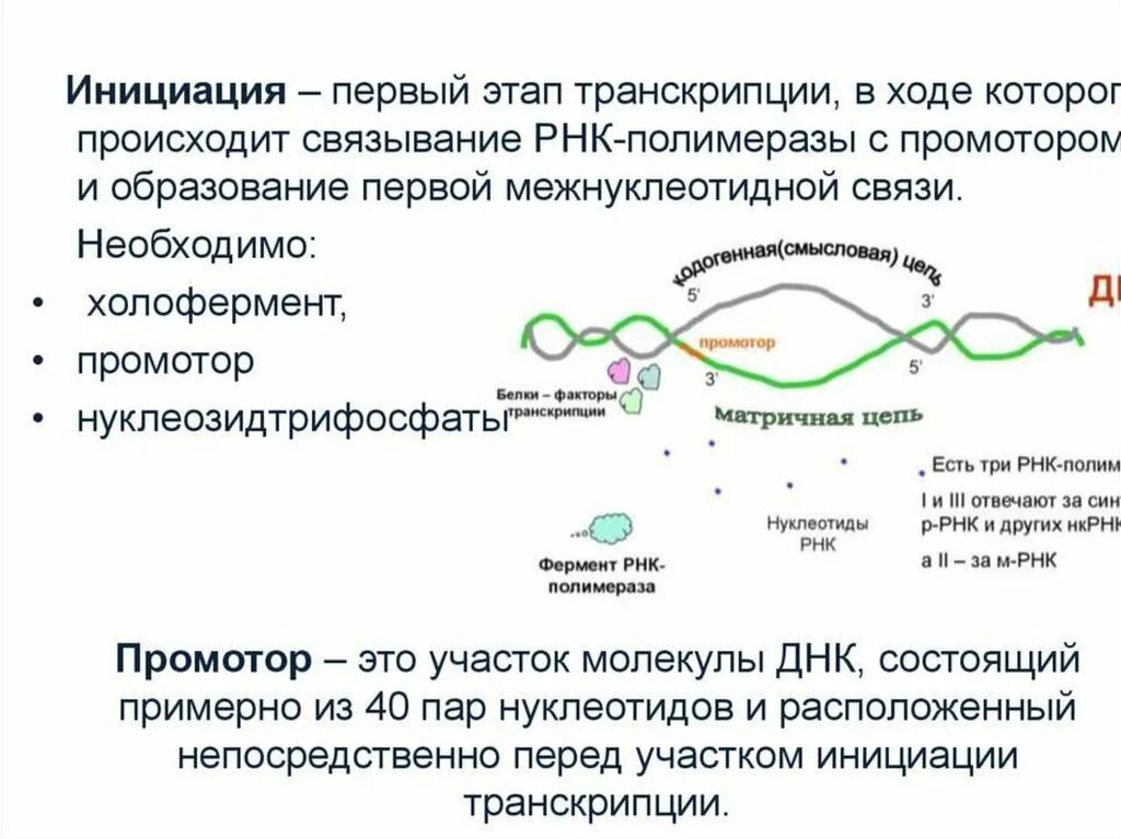 Расплетание цепей днк. РНК полимеразы 2 инициация транскрипции. РНК полимераза 1 инициация транскрипции. РНК полимеразы прокариот. РНК полимераза 3 инициация транскрипции.