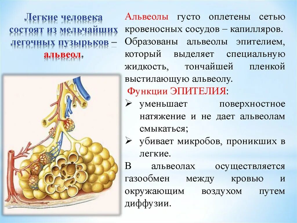 Легочные пузырьки в легких. Функции альвеол. Функции легочных пузырьков альвеол. Легкие состоят из альвеол. Функция альвеол легких.