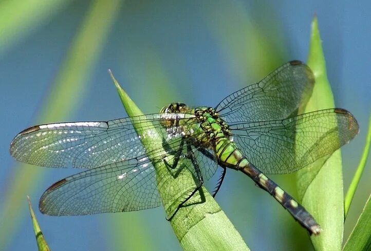 Ловить стрекоз. Почему много стрекоз. Много стрекоз. Стрекоза летает. Брюшко стрекозы.