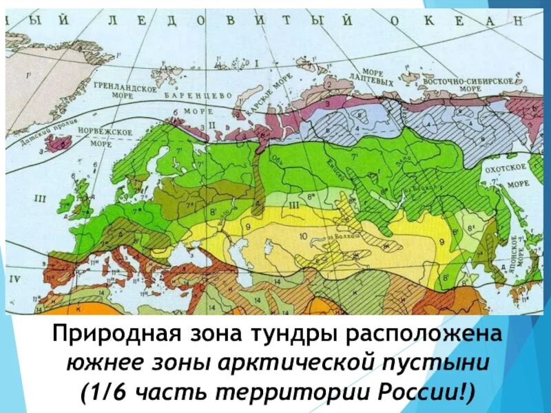 Зона природных зон России. Природная зона тундра в Евразии. Карта природных зон России арктические пустыни. Арктическая пустыня на карте природных зон России. С какими природными зонами граничит тундра