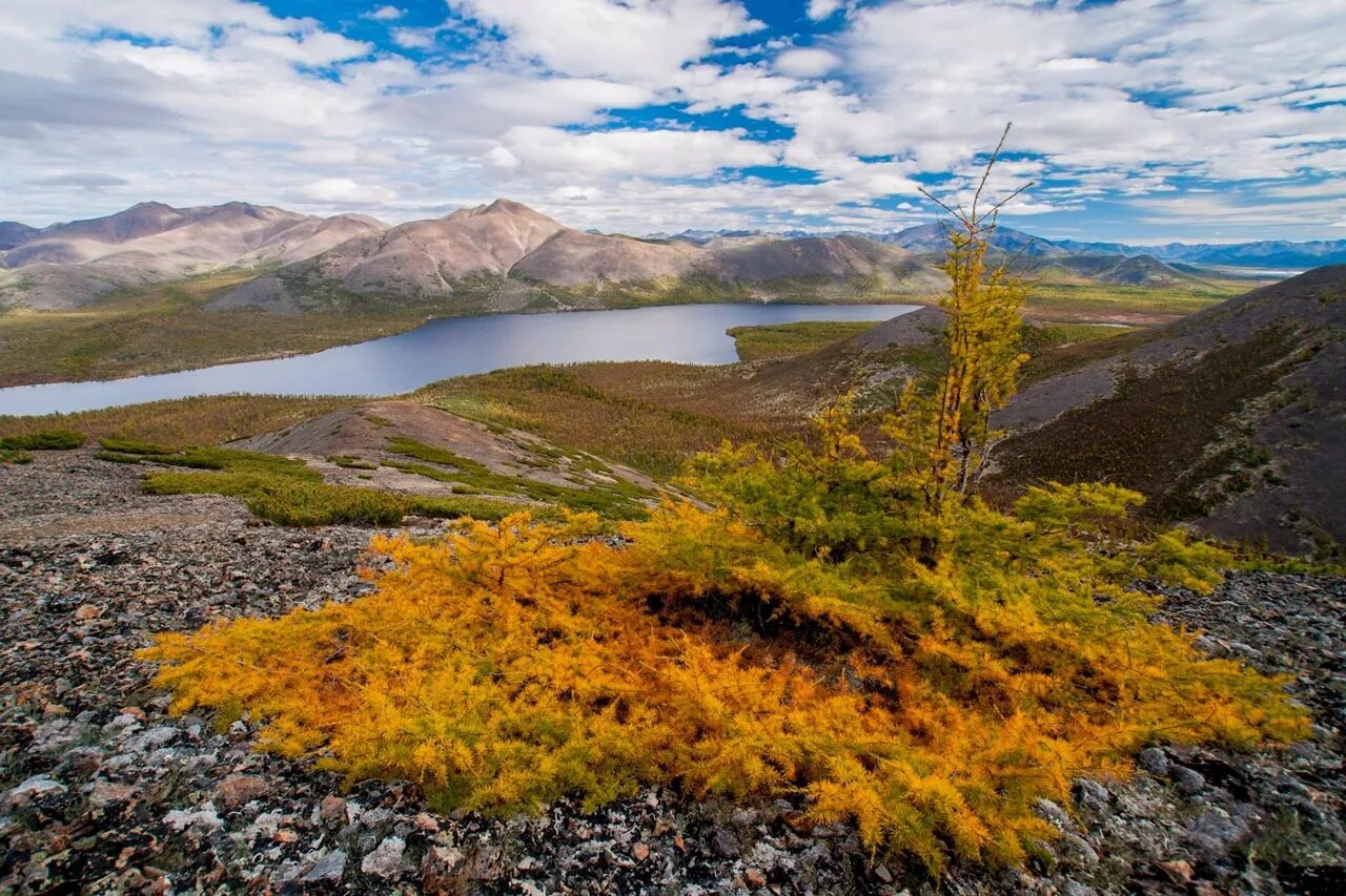 чукотка тундра. южная кустарниковая тундра. арктическая тундра россии. природные климат тундры. какой климат в тундре.