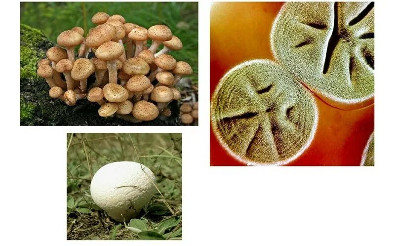 Грибы сапротрофы это. Сапротрофы представители грибов. Почвенные сапротрофы грибы. Грибы сапротрофы и паразиты. Шампиньоны сапротрофы.