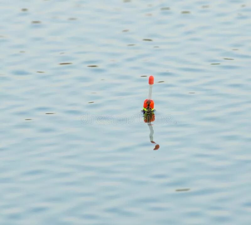 Поплавок в воде. Маленький поплавок для воды. Поплавок плывет. Американский поплавок в воде.