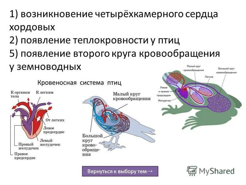 Появление теплокровности у птиц. Появление второго круга кровообращения у земноводных. Кровообращение птиц. Четырехкамерное сердце у птиц. Два круга кровообращения у птиц.