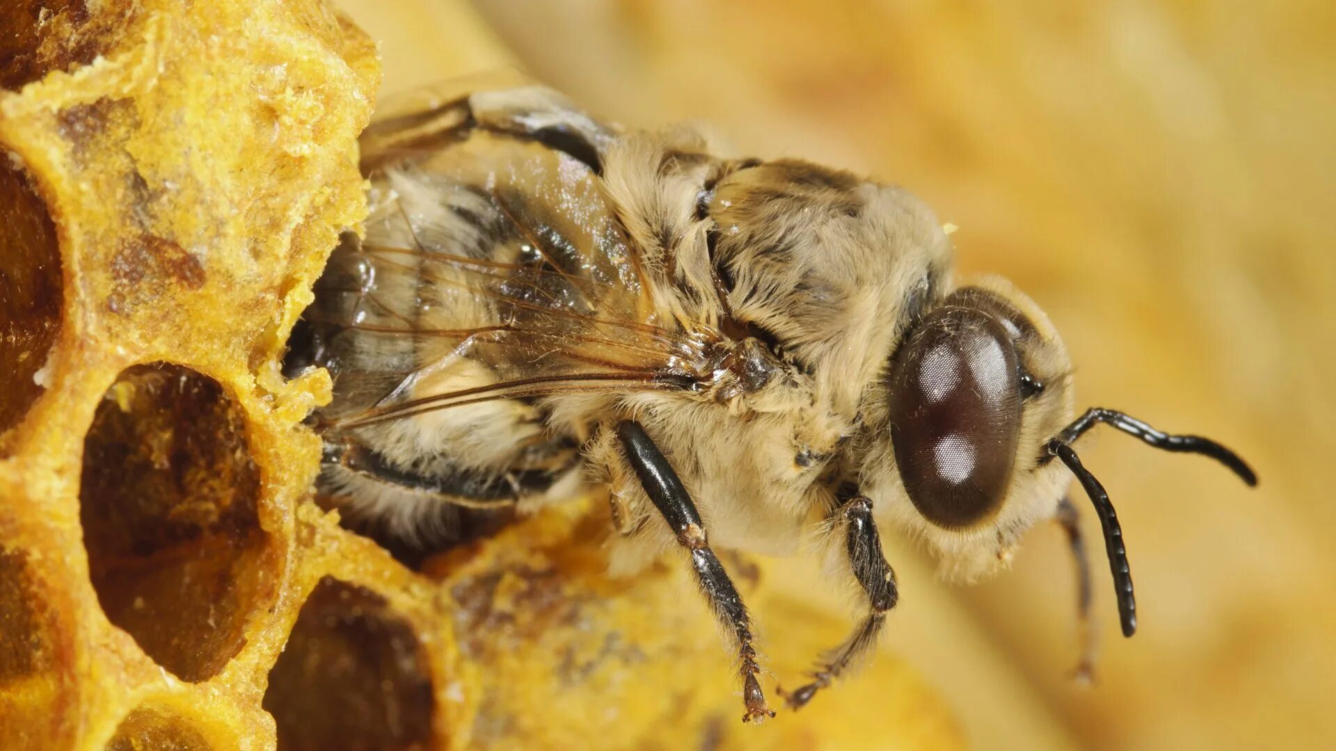 Мед пчела трутень. Working bee. Красная пчела. Трутень самец пчелы. Пчела карпатка.