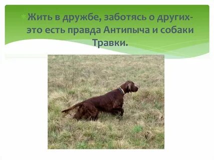 Пришвин собака травка