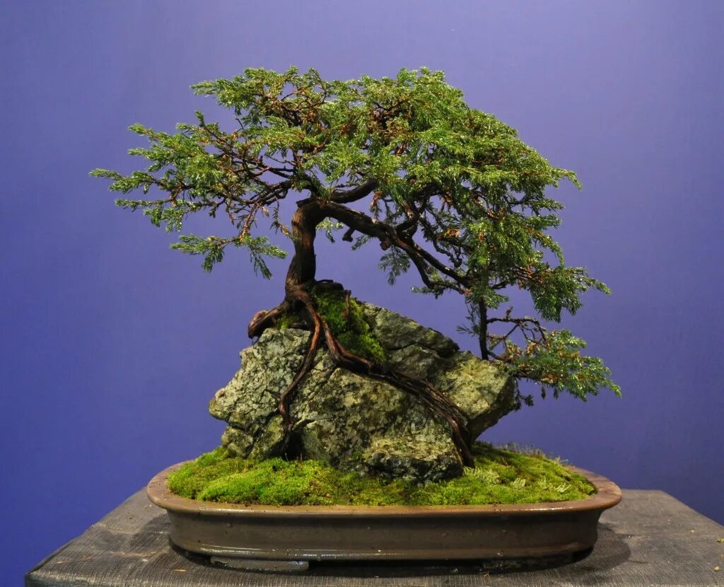 банзай растение. карликовый бонсай. 5. карликовый бонсай. цветок бонсай, банзай.