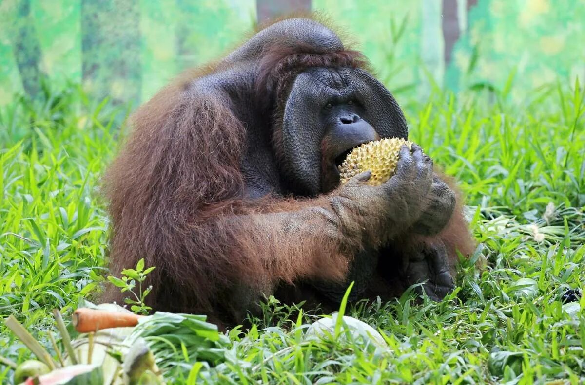 Орангутан и шимпанзе. Орангутаны питаются. Обезьяна орангутан. Орангутанг фрукт орангутанг.
