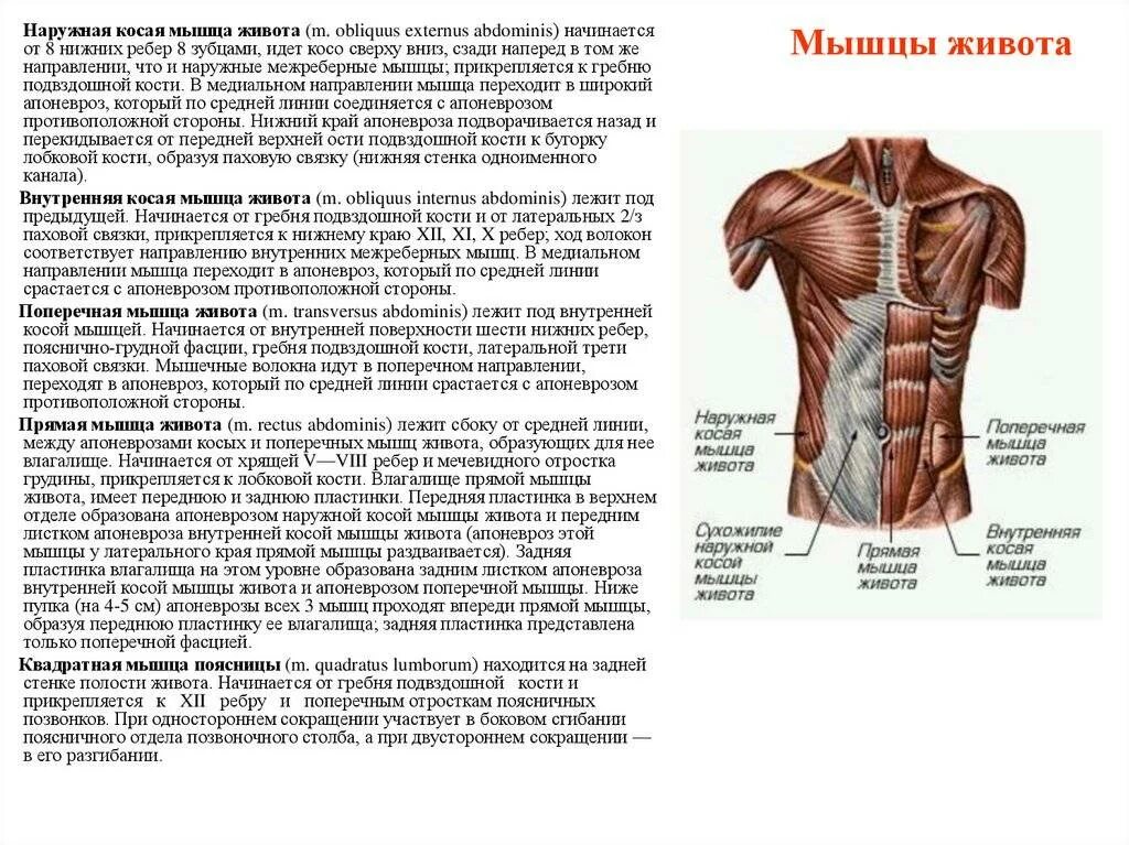 Какую функцию выполняет поперечная мышца. Внутренняя косая мышца живота анатомия. поперечная мышца живота анатомия. наружная косая мышца живота анатомия. поперечная мышца живота анатомия функции.