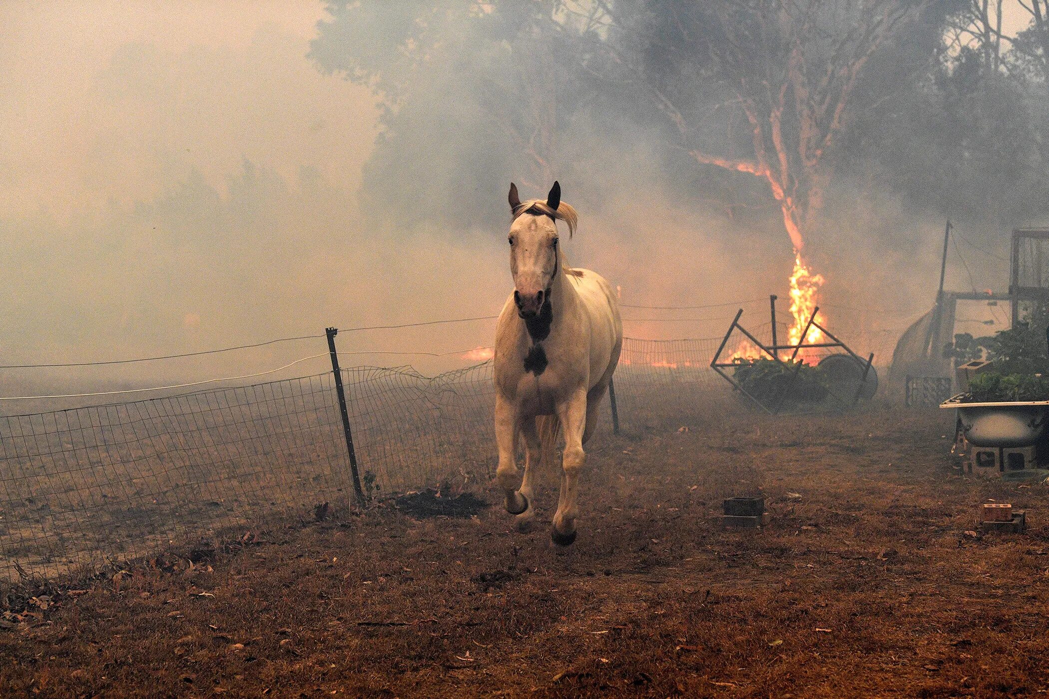 Горящая конюшня. Лесные пожары в Австралии 2019-2020. Пожар в Австралии 2020 животные. Пожары в Австралии 2020. Пожары в Австралии 2019.