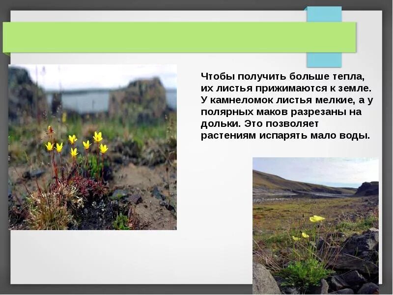 Приспособленность к условиям жизни в тундре. Приспособления растений в Арктике. Приспособления растения в Арките. Приспособления растений в арктических пустынях. Арктическая пустыня растения приспособление.