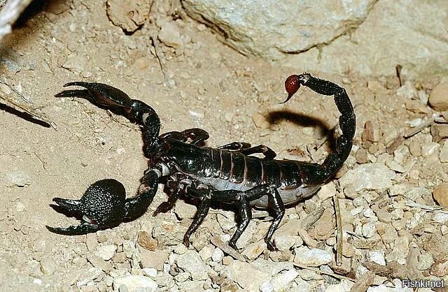 Pandinus Imperator. Императорский Скорпион. Императорский Скорпион паукообразные Африки. Scorpionul Imperial.