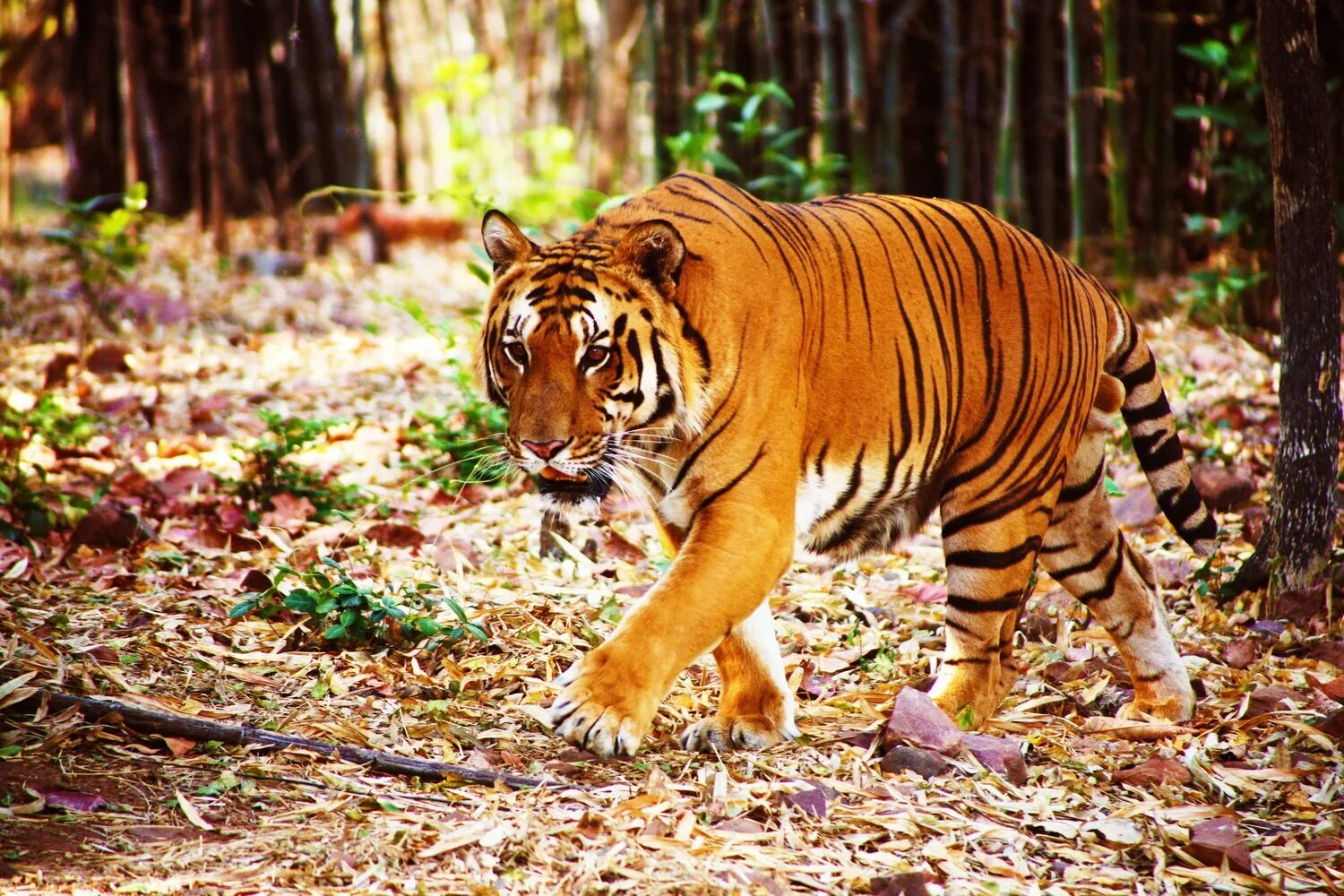 Амурский тигр образ жизни. Тигр какая страна. Амурский тигр обитание. Национальный парк корбетт(индия ). Уссурийский тигр место обитания.