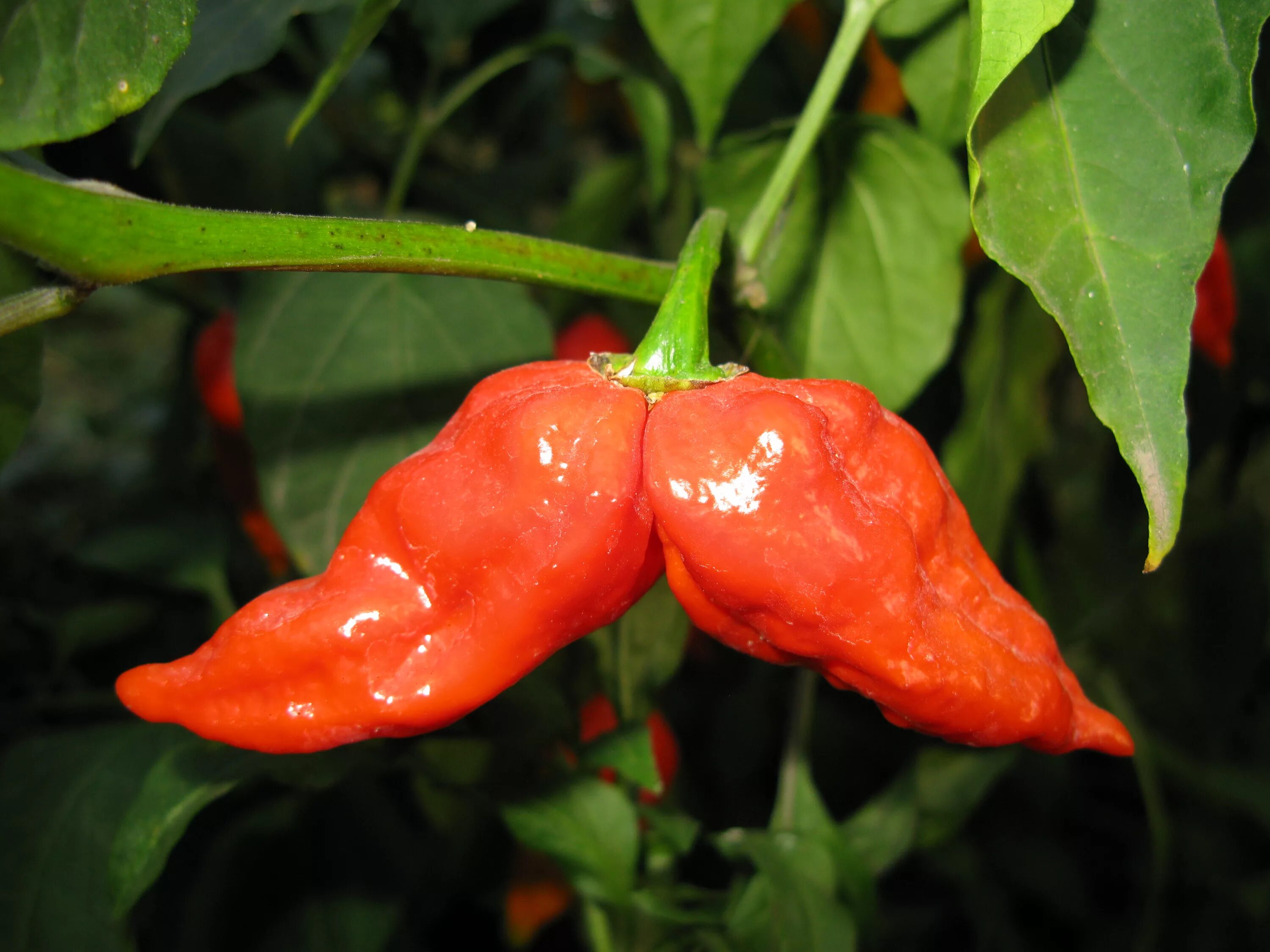 Перец острый Нага Морич. Перец острый МУТАНТ узколистный. Перец Naga Morich острота. Калифорнийский перец острый. Выступления перца в маске