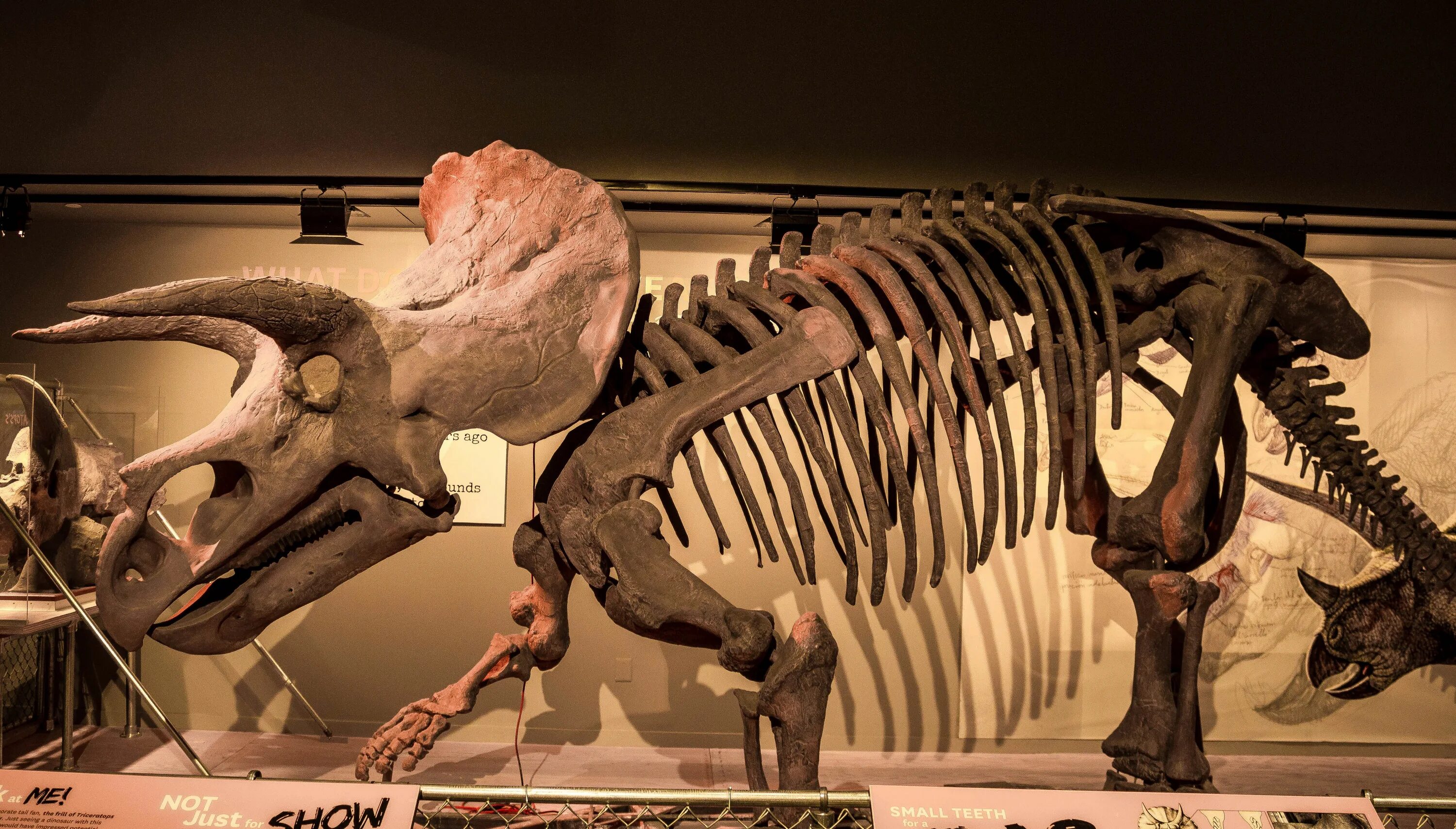 Крик динозавра. Трицератопс хорридус скелет. Трицератопс скелет в музее. Музей динозавров Трицератопс.