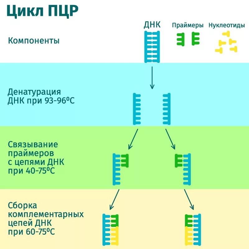 Схема циклов ПЦР. ПЦР схема метода. Схема полимеразной цепной реакции. Схема двух циклов ПЦР.