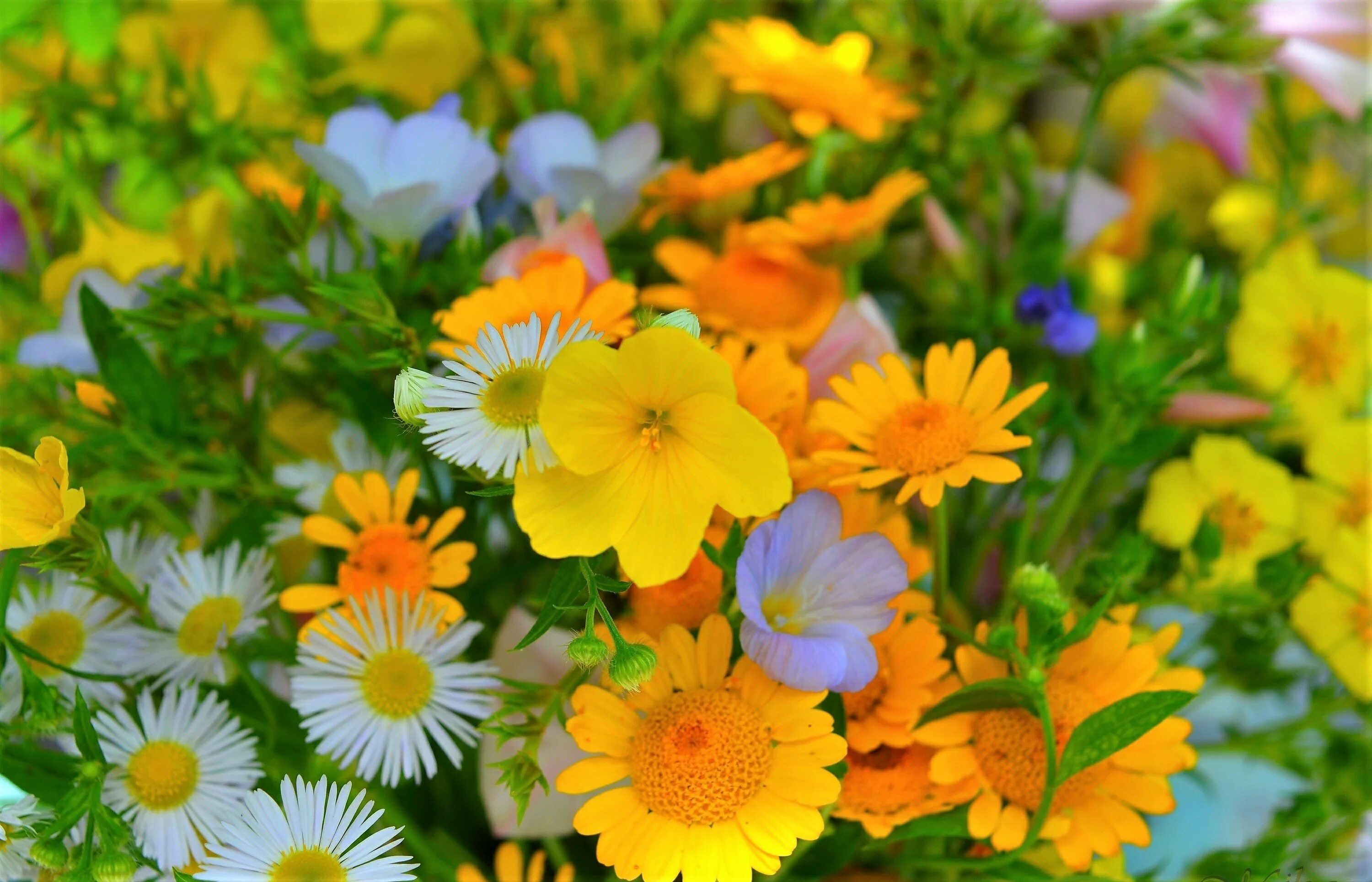 Цветного лето. Маргаритки желтые. Летние цветы. Яркие цветы. Яркие полевые цветы.