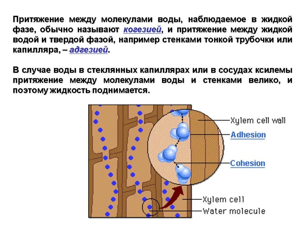 Притяжение молекул воды