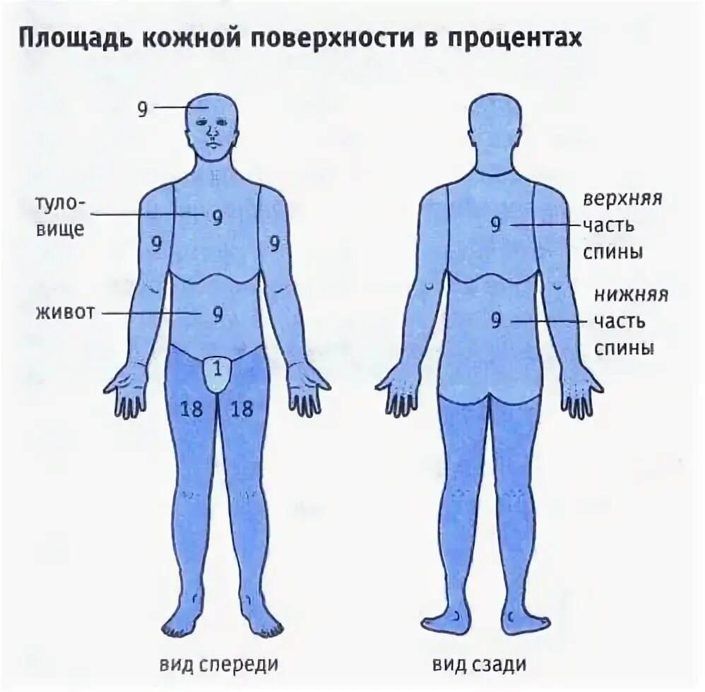 Пл тела. Проценты поверхности тела. Площадь ожога туловища в процентах. Правило девяток при ожогах.