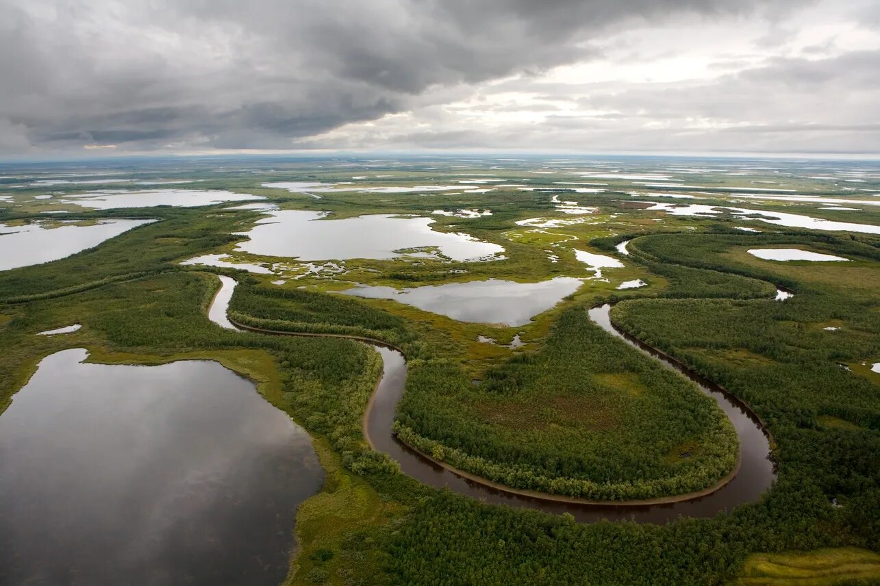 Тундра ненецкий. Тундра ямала летом. Гыданский полуостров тундра. Уральские горы полярный урал. Тундра ненецкий автономный округ.