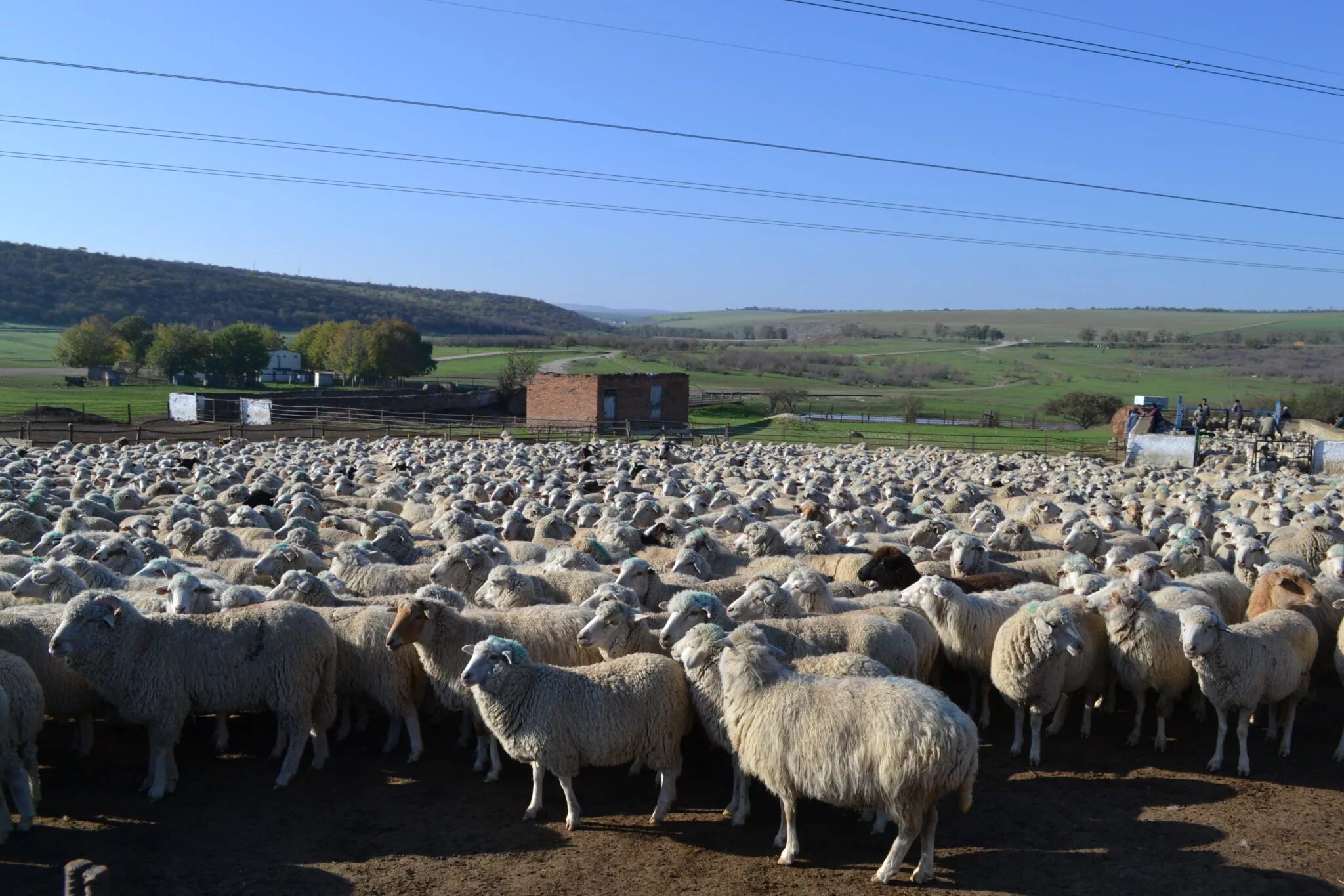 Бараны в крае купить. Перегон овец в Дагестане. Овцефермы в Дагестане. Кашары Ставропольский край. Дагестан Отар овец.