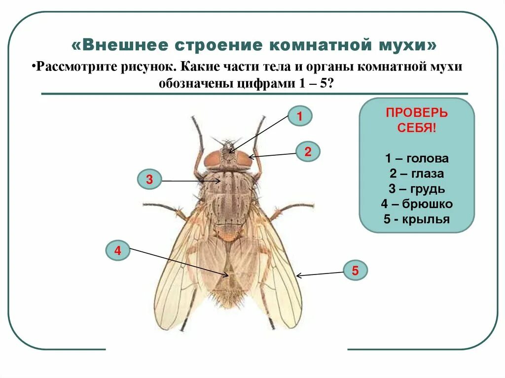Какие части насекомого изображены. Внешнее строение комнатной мухи. Анатомия мухи внутреннее строение. Внутреннее строение двукрылых насекомых. Отделы тела мухи.