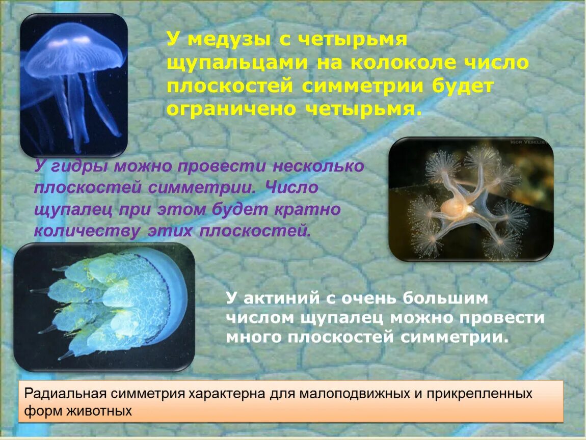 Радиальная симметрия характерна для. Для гидры медузы характерна симметрия. Симметрия медузы биология. Тип симметрии медузы. Медуза какая симметрия тела