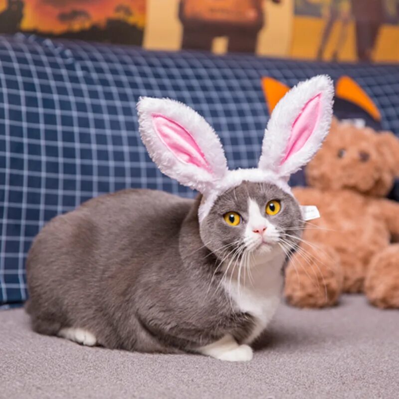котик с заячьими ушками. кот с заячьими ушами. кот с ушами зайца. кот с ушами зайца. кот с ушами зайца.