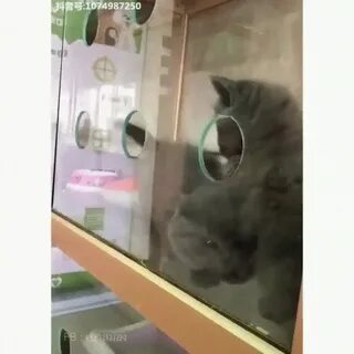 Кот проливает воду