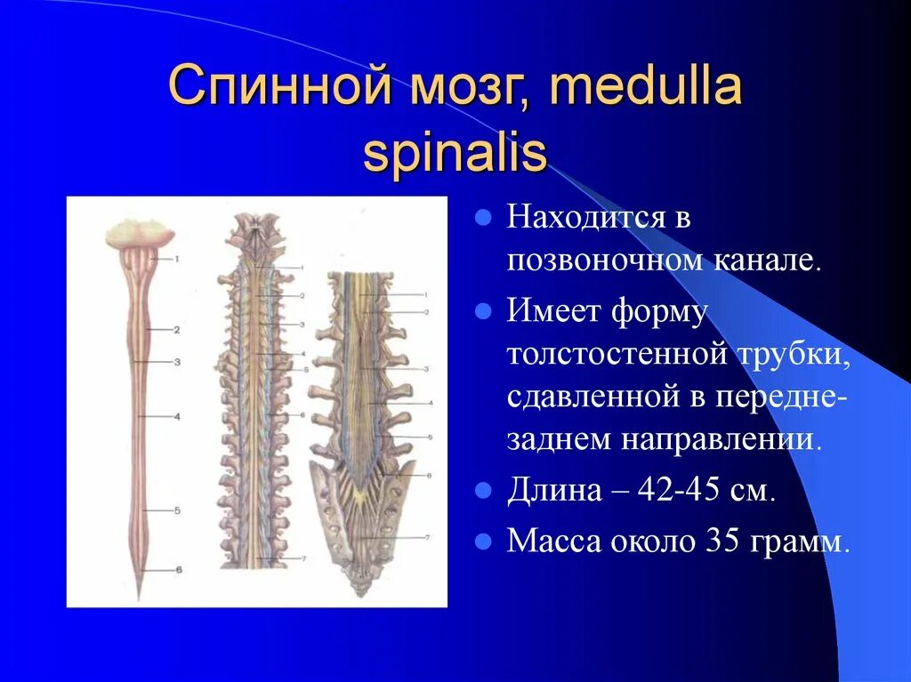 Спинномозговой