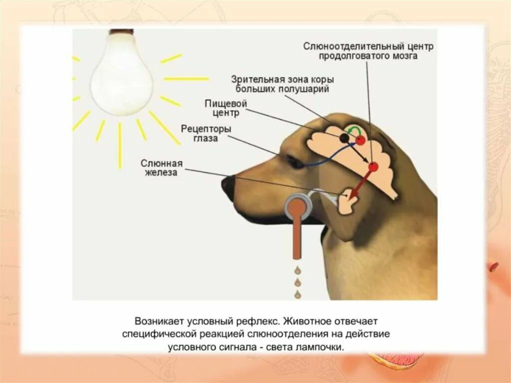 Условно и безусловно рефлекторная регуляция. Регуляция слюноотделения собака. Схема условного рефлекса слюноотделения у собаки. Рефлекторная дуга безусловного рефлекса. Рефлекторная дуга собаки Павлова.