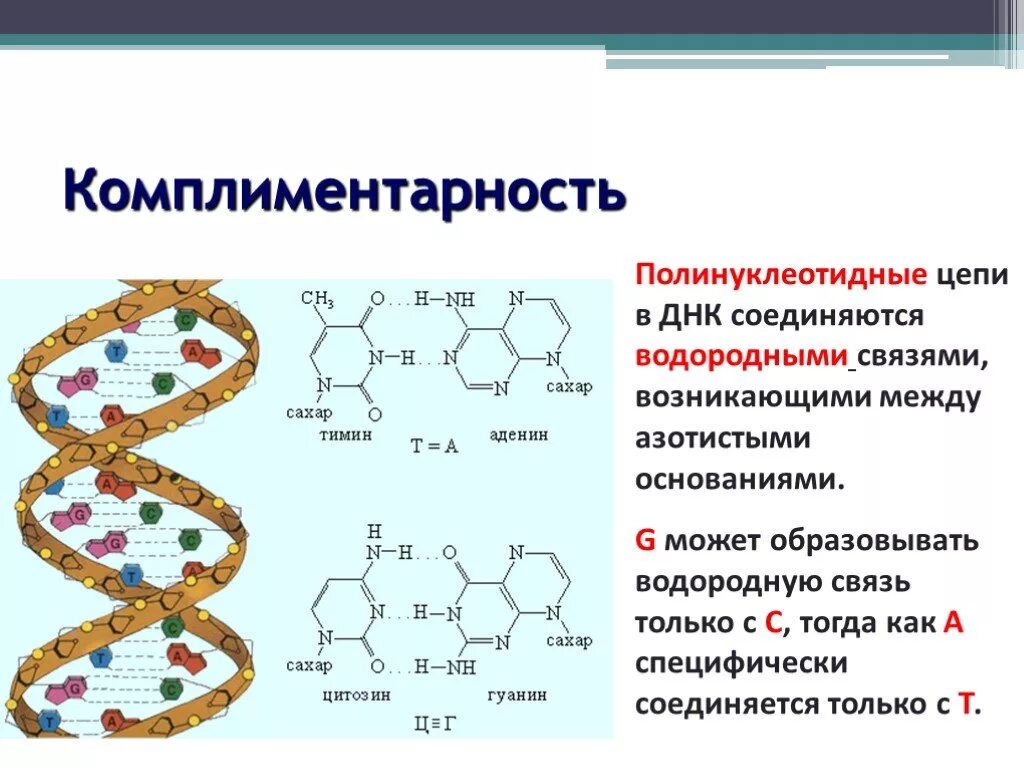 Полинуклеотидная цепь связи. Схема строения полинуклеотидной цепи. Полинуклеотидная цепь и двойная спираль ДНК. Направление цепей ДНК. Связи в молекуле ДНК.