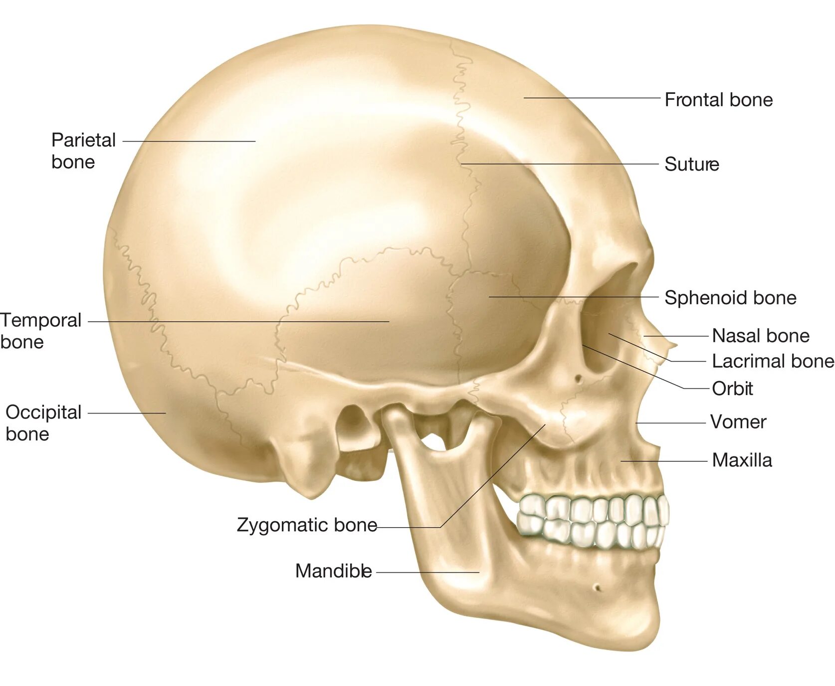 Большие лобные кости. Череп анатомия. Кости черепа. Skull and Bones. Cranium Bones.