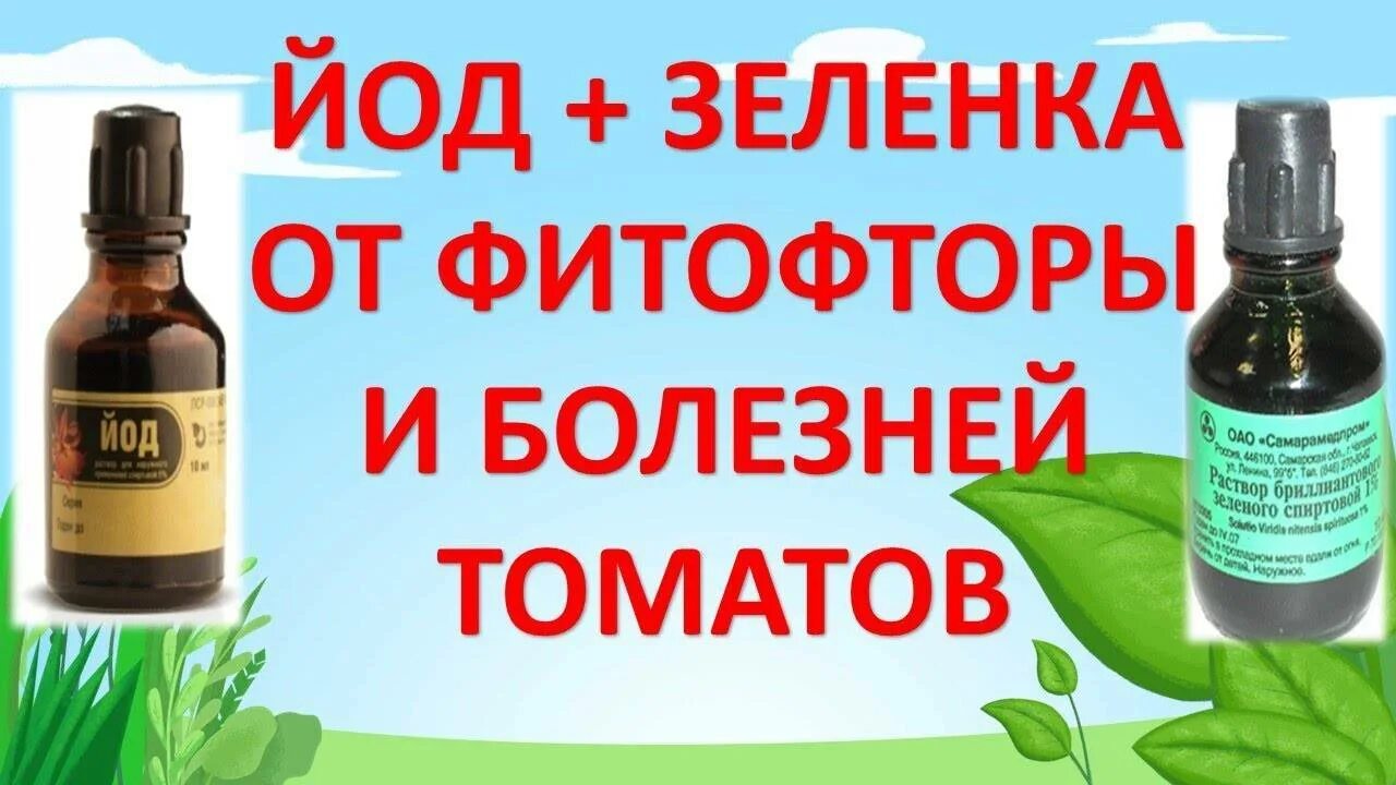 Молоко вода йод. Зеленка йод для огурцов и томатов. Зеленка йод от фитофторы на помидорах. Йод и зеленка для помидор. Йод и зеленка для огурцов.