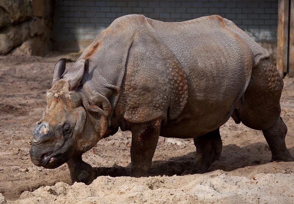Редкие особи. Носорог яванский Индонезия. Яванский носорог численность. Яванский карликовый носорог. Суматранский носорог, Индонезия.