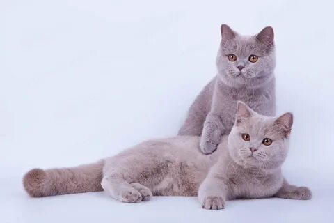 Лиловая кошка