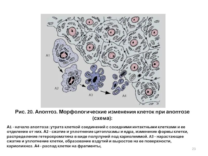 Апоптоз клетки микроскоп. Сжатие клетки при апоптозе. Апоптоз клетки схема. Схема морфологических проявлений апоптоза.