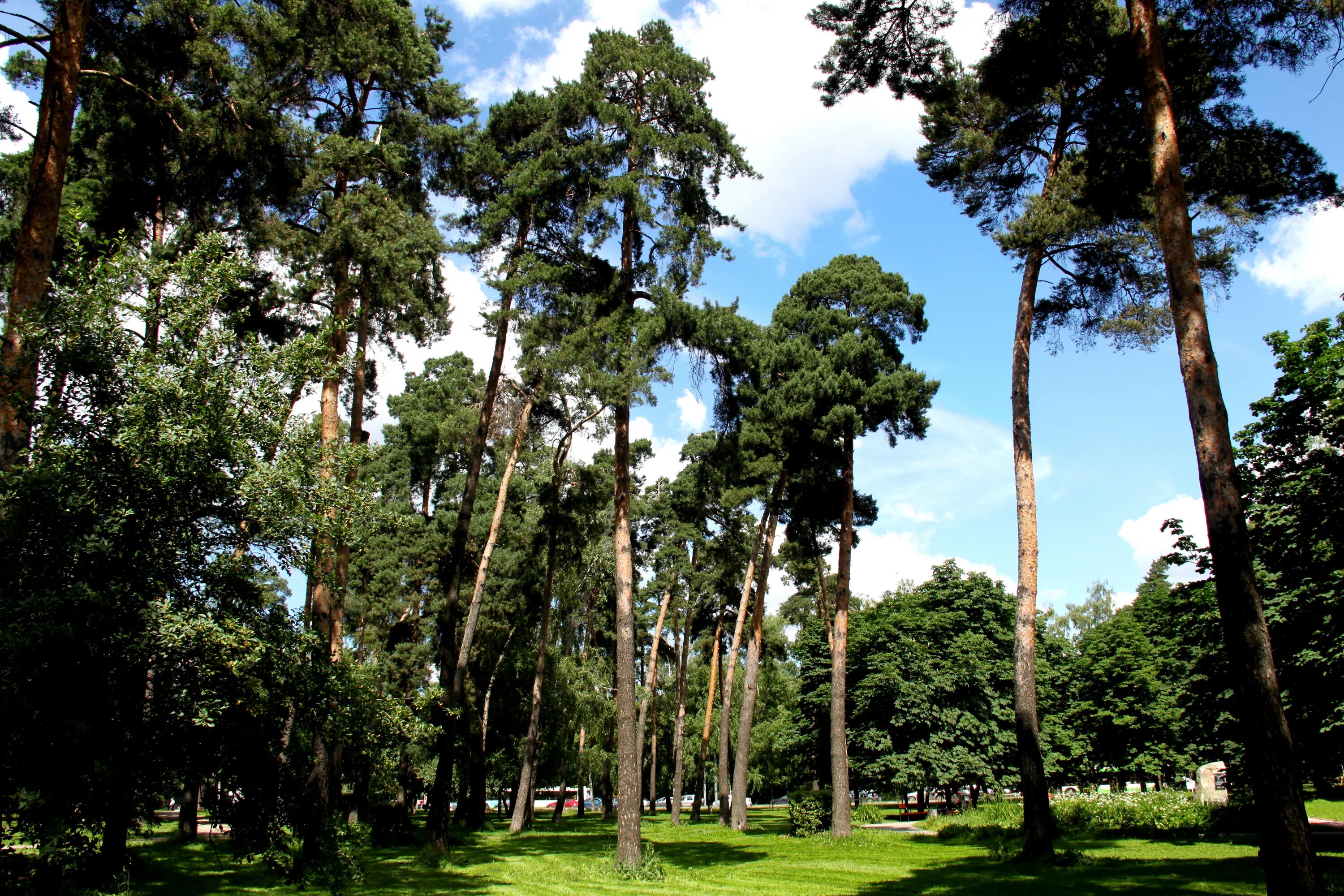 Сосенки царицыно. Парк Сосенки Москва. Парк Сосенки Котловка. Парк в Царицыно парк Сосенки.