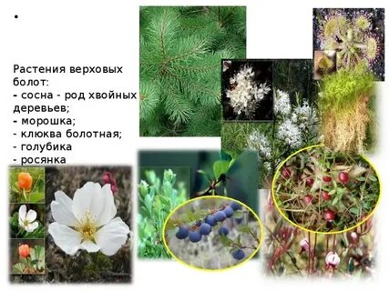 Растения болот признаки
