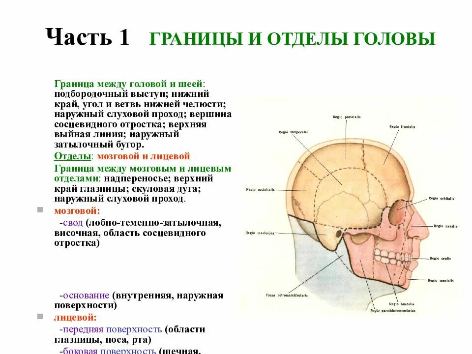 Граница между головой и шеей. Граница между мозговым и лицевым отделом черепа. Границы лобно-теменно-затылочной области. Выйная линия черепа.