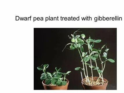 Plant physiology