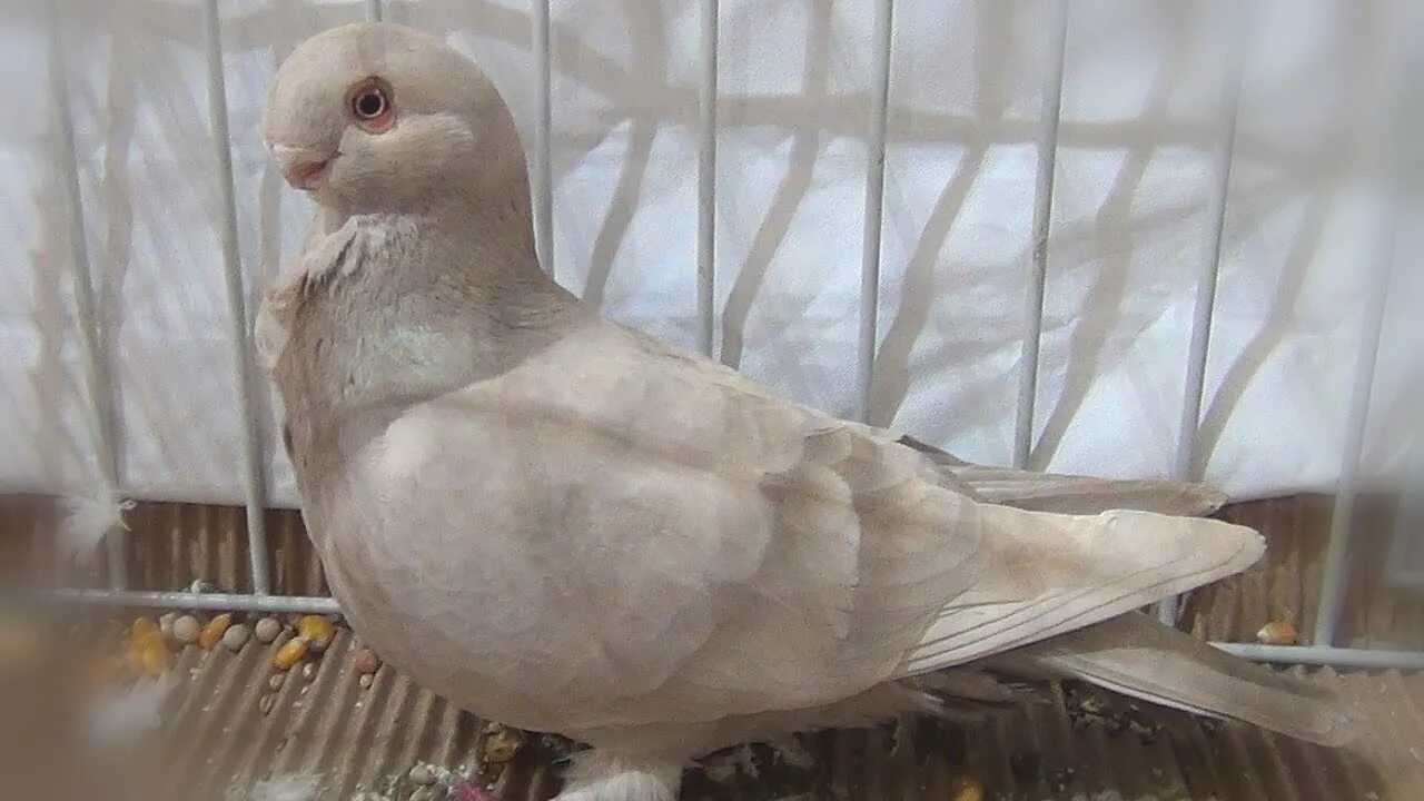 Голубь African Owl. Голубь на каждый день. African Owl Pigeon. African Owl Pigeons breeding pair for sell. Голубь каждый день