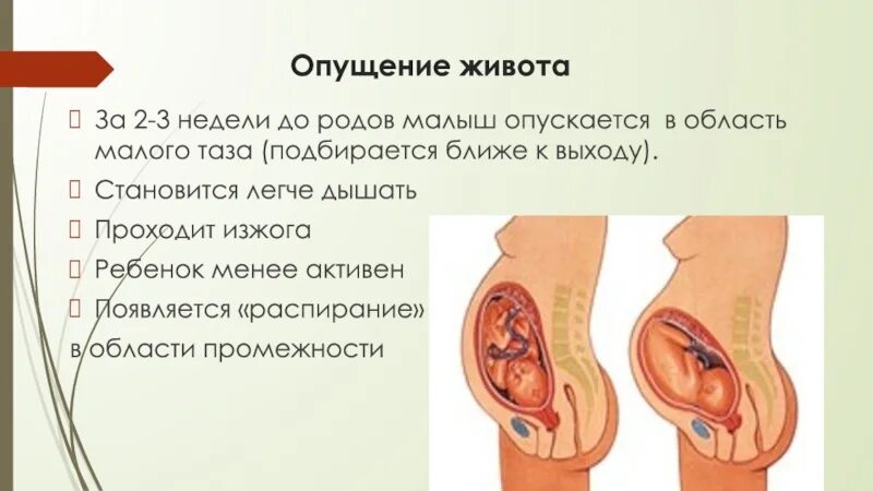 Предвестники родов. Опущение живота перед родами. Как понять что плод опустился в таз. Предвестник родов опустился живот.