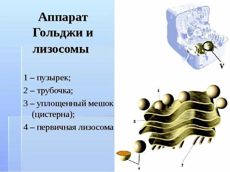 Состоит из мембранных мешочков цистерн и пузырьков