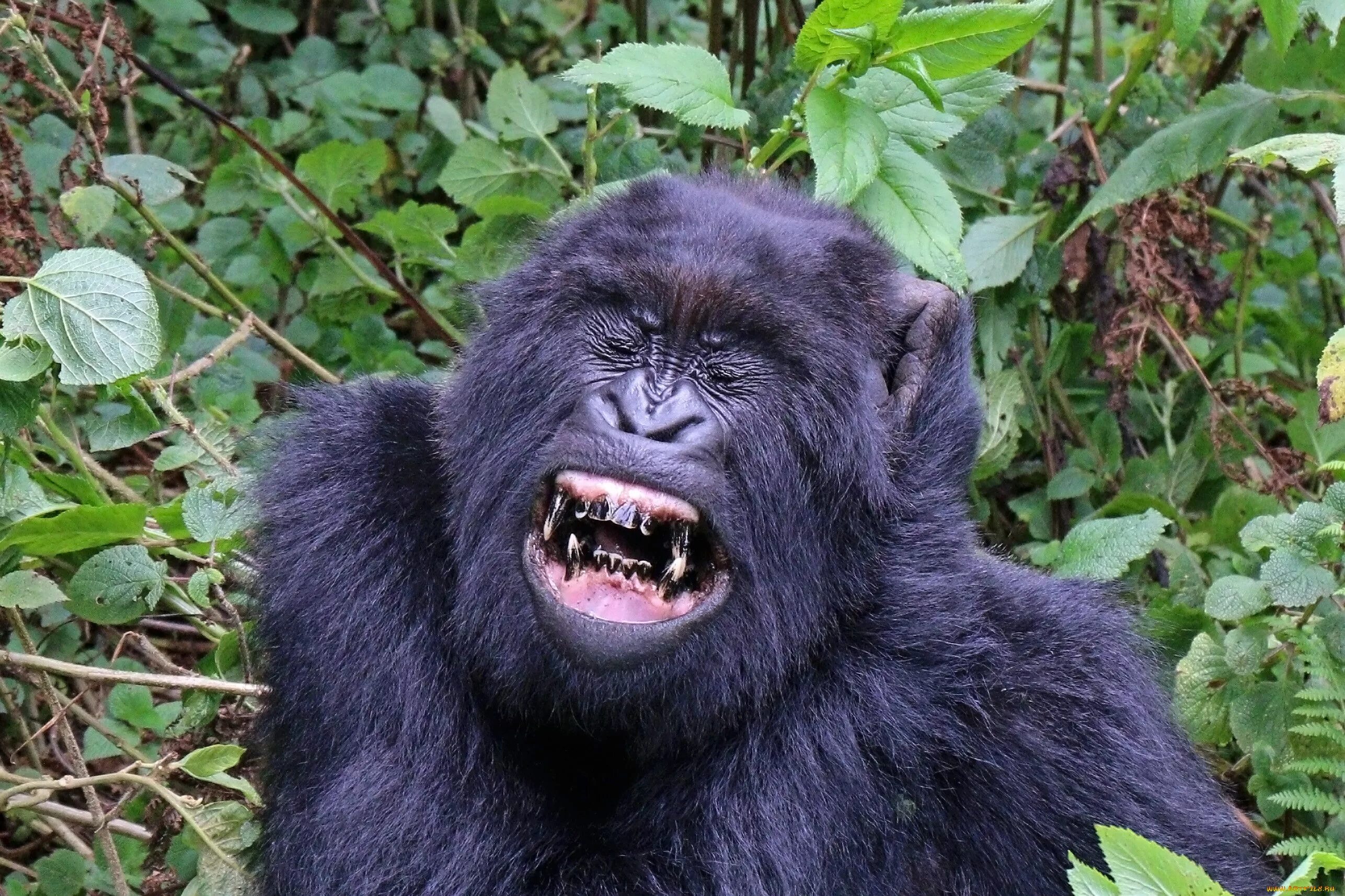 Monkey gorilla