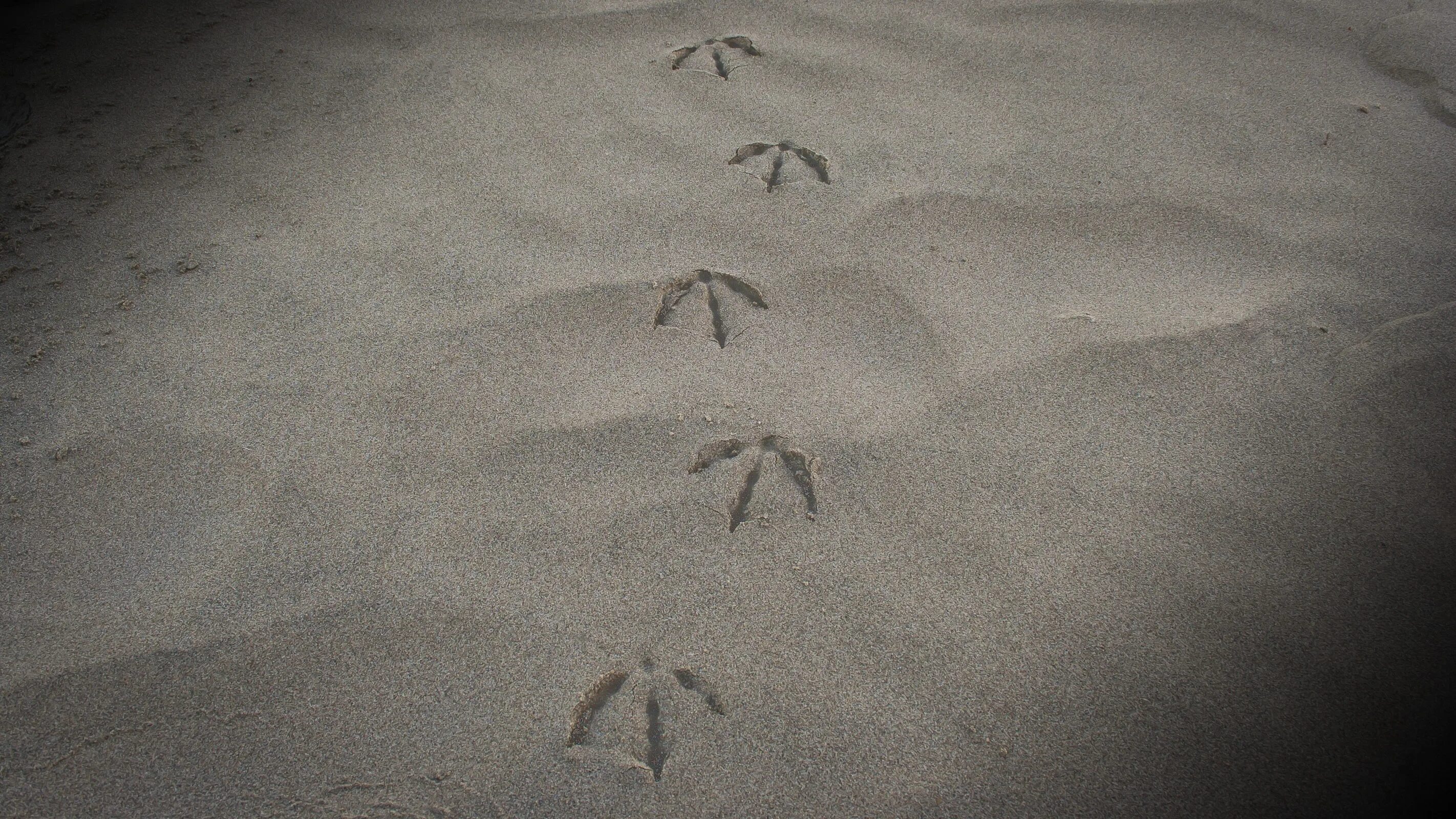Текст следы на песке. Следы на песке. Следы животных на песке. Следы птиц на песке. Следы Чайки на песке.